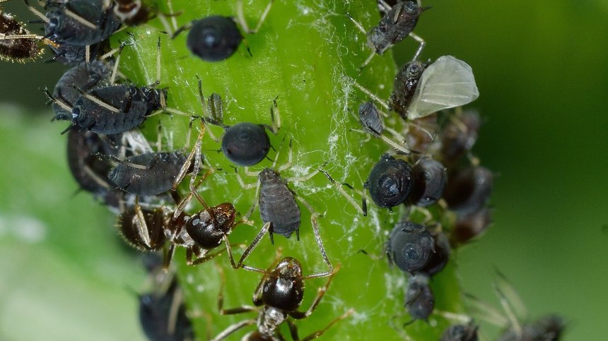 Насекомите не са нищо ново в менюто ни - ядем въшки в кетчупа, мармалада и меда