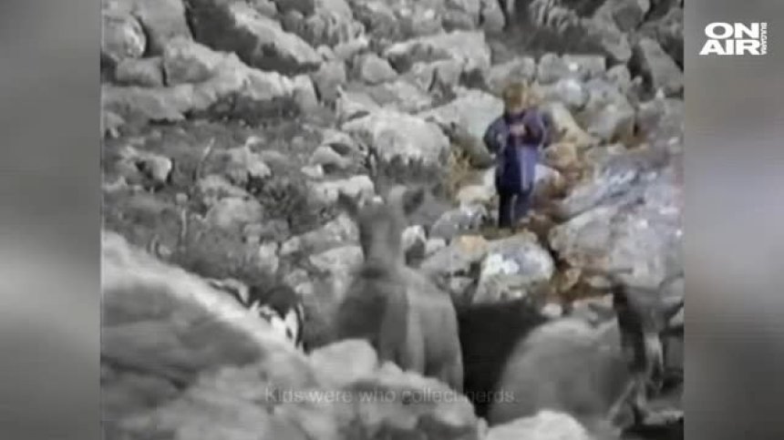Хит в социалните мрежи: Лука Модрич пасе кози в планината