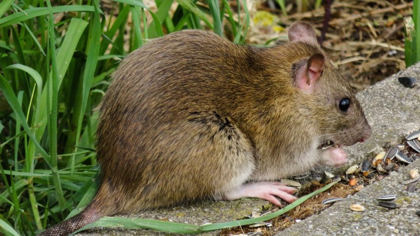 Проучване: Плъховете в САЩ не са имунизирани срещу Ковид-19, те го пренасят