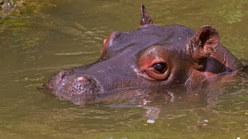 Хипопотамите на Пабло Ескобар носели негативни последици за водните ресурси