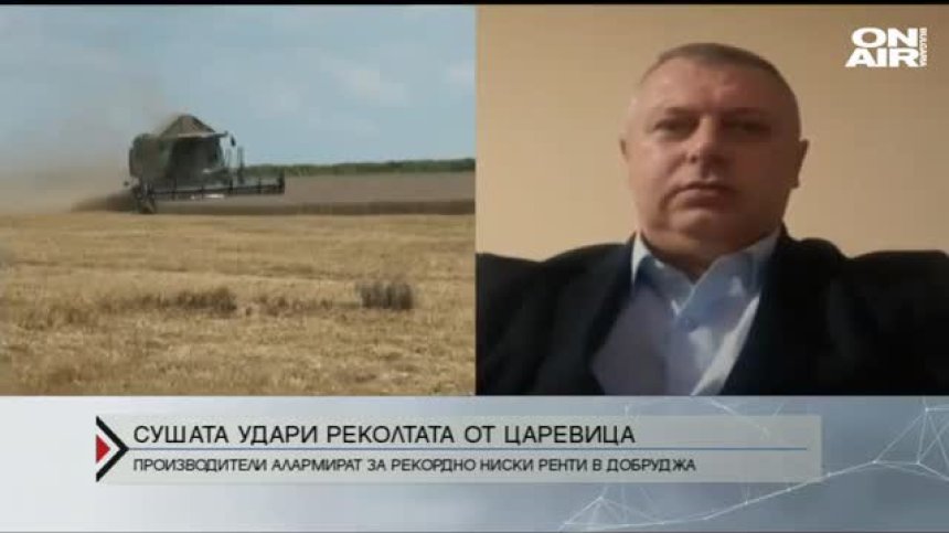 Рекордно нисък добив на пшеница, царевица и слънчоглед в Добруджа