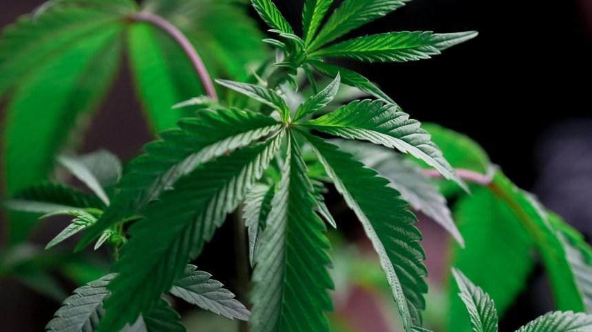 Откриха над 13 кг марихуана край село Ощава, искат най-тежката мярка за 41-годишен мъж