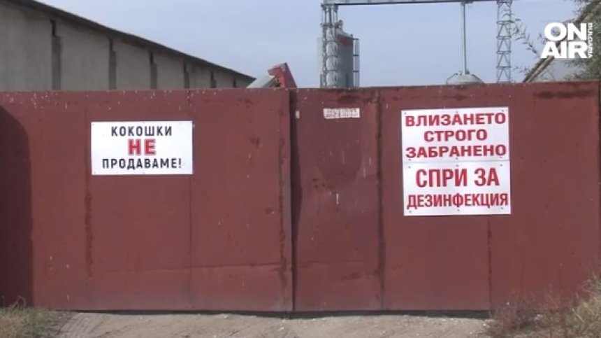 Умъртвяват още 170 000 кокошки заради птичи грип. Има ли опасност за хората?