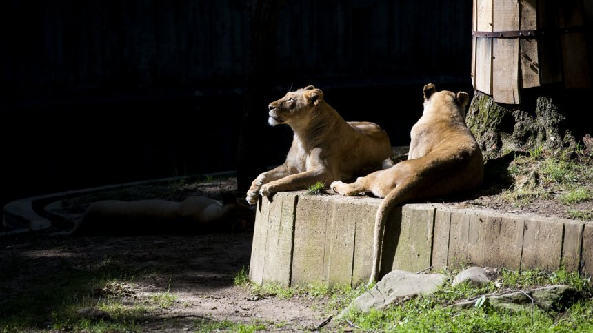 В САЩ ваксинират срещу Ковид-19 и животните в зоопарковете