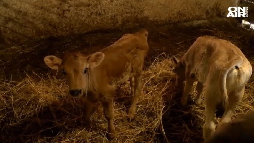 При какви условия ще се запази продукцията в Габровско, където има Ку-треска?