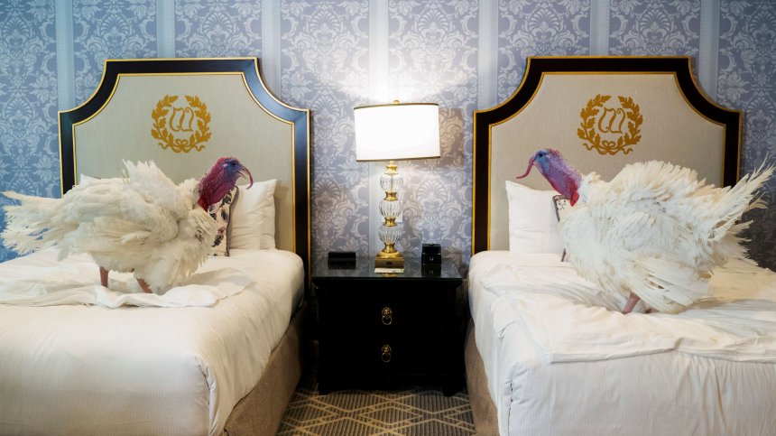 Представиха пуйките за ежегодното помилване в САЩ (СНИМКИ)