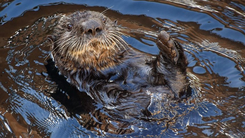 Опасна женска видра напада сърфисти, отмъква им дъските
