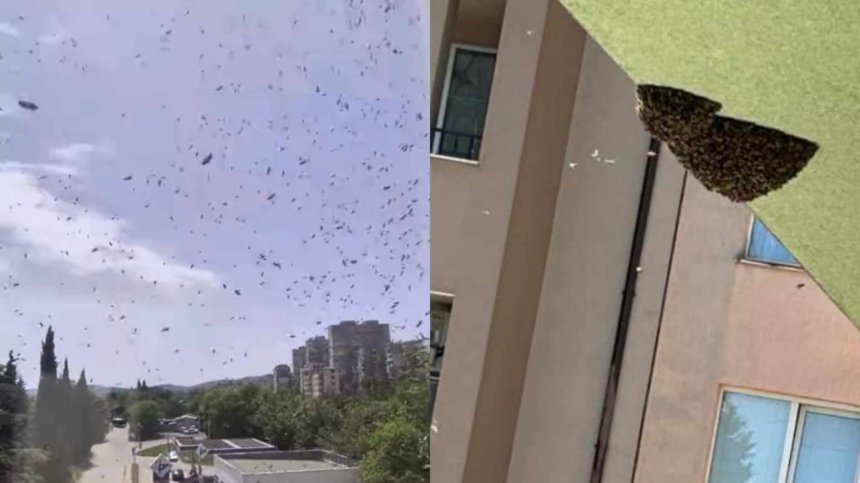 Пчелите срещу хората - рояци са накацали по тераси и стени (ВИДЕО)