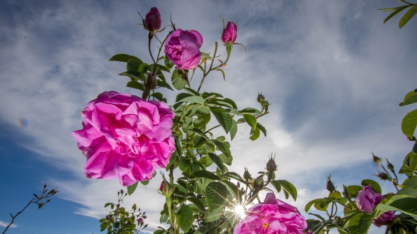 Цветарите се борят за оцеляването си, търговците предпочитат вносни рози
