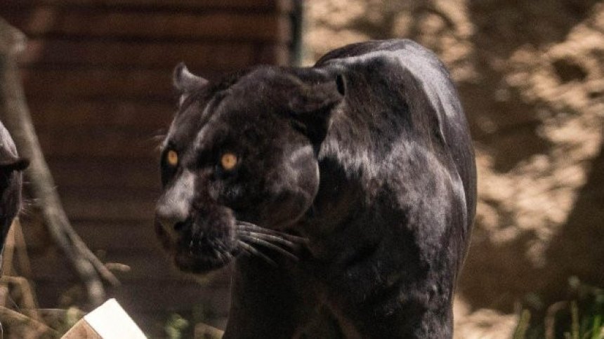 Отново забелязаха черната пантера в Шуменското плато