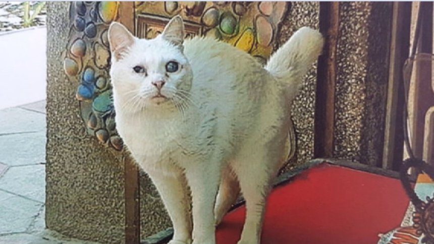 Недялко Йорданов подаде сигнал, че НПО е отвлякла котката му