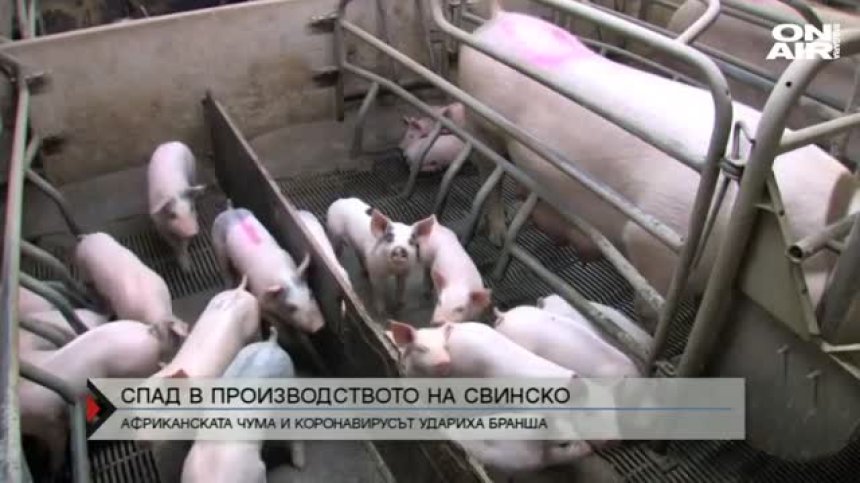Спад в производството на свинско месо у нас