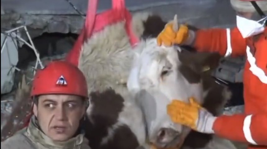 11 дни туркиня храни кравата си под развалините, животното бе спасено (+ВИДЕО)