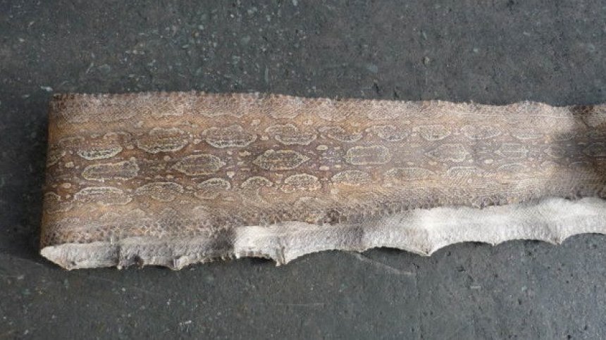 Митничари откриха кожа от кайман и аржентинска боа удушвач в пратка от Аржентина