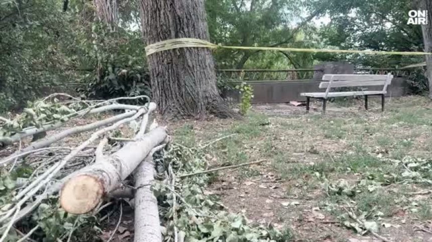 "Съпругът ми можеше да е жив": Опасни дървета още дебнат в Пловдив