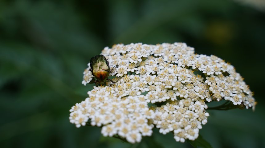 Времето днес: Слънце, летни горещини и превалявания на запад