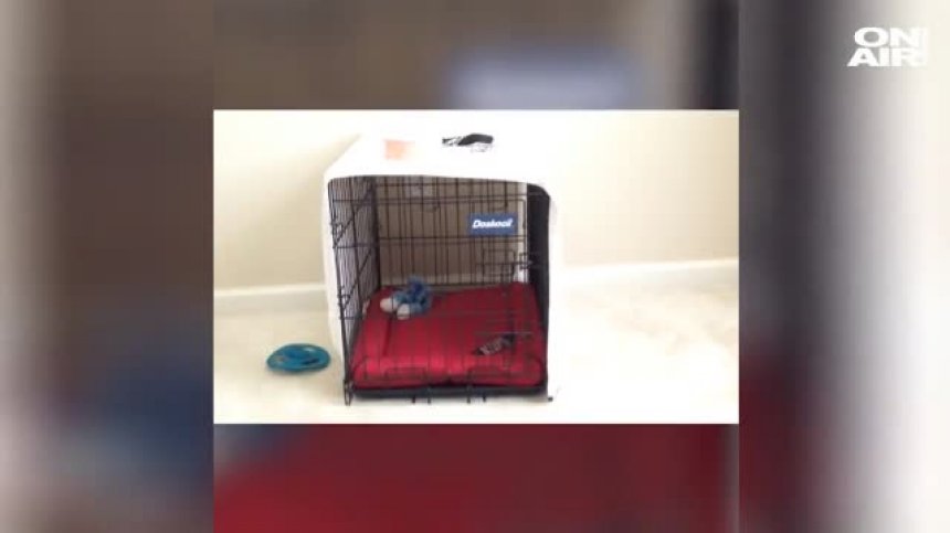 Има куче, няма куче