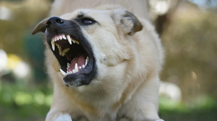 Пострадал осъди Община Невестино заради ухапване от бездомно куче