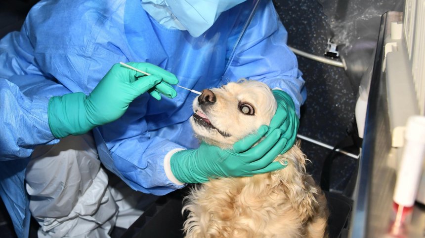 Ветеринар: Няма данни домашните любимци да се заразяват и да предават Ковид-19