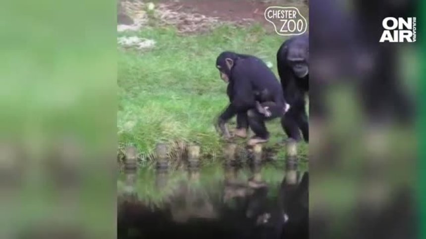 В Англия се роди бебе от най-редкия вид шимпанзета