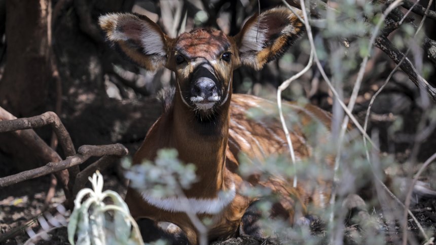 WWF със стряскащи данни: Дивите животински видове са намалели с близо 70%