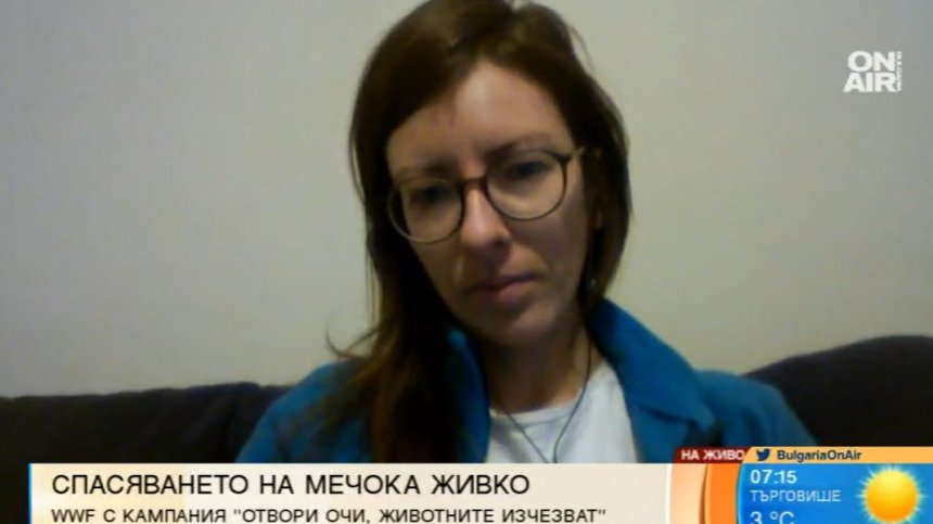 Спасиха мечока Живко, но проблемът с бракониерство е много сериозен