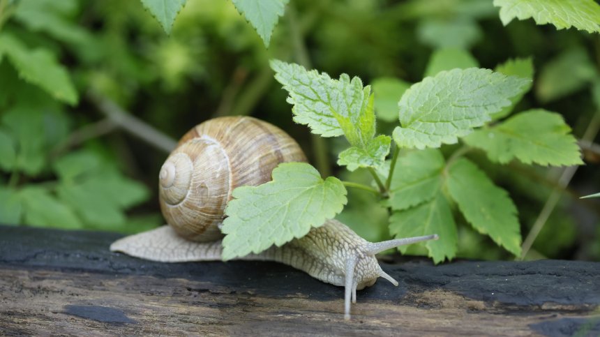 60 000 вида безгръбначни са изчезнали в Австралия за 236 години?