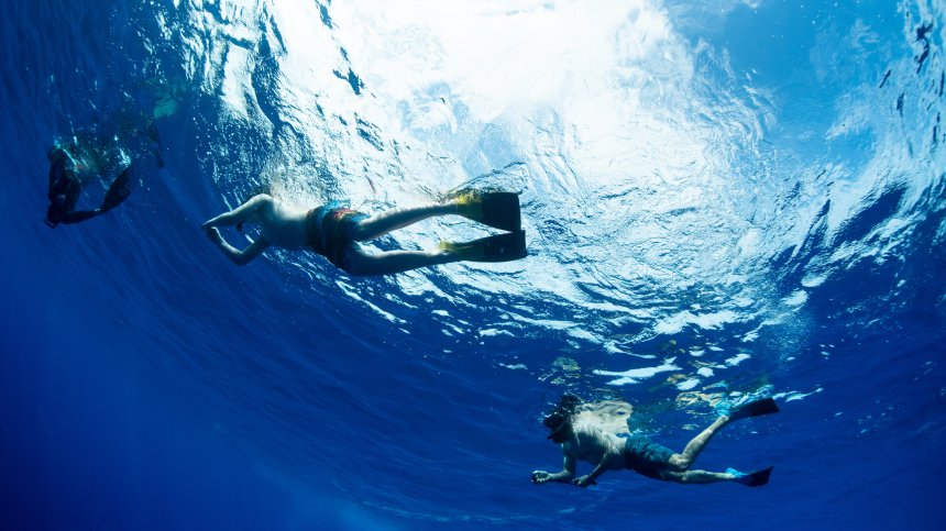 Акули от уж безопасен вид вече убиват туристи и водолази