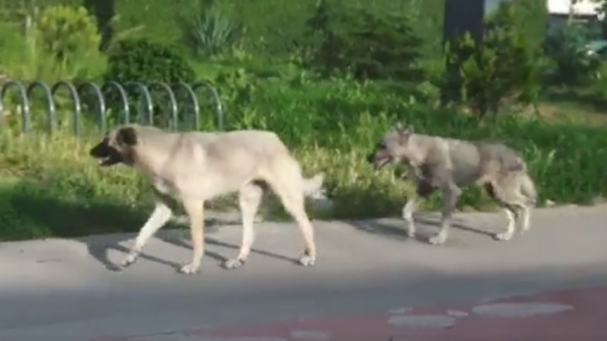 Глутница кучета тормози 3 софийски квартала