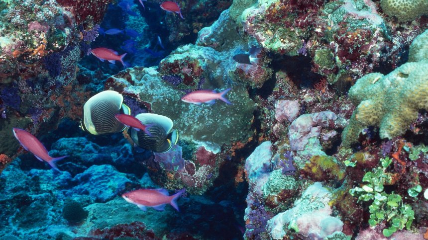 Откриха нов вид хищни морски гъби 