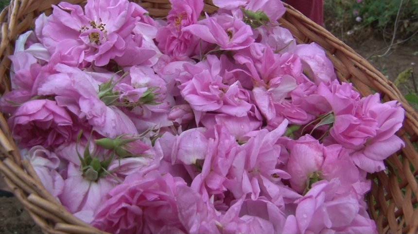 ЕК зарадва България: Розовото масло не е продукт с опасен състав