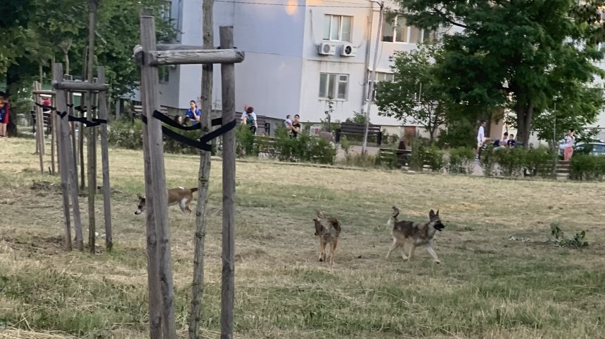 Агресивни кучета тормозят варненския квартал "Възраждане"