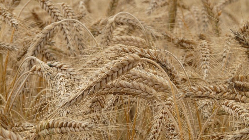 Евростат: България отчита само 17% поскъпване на селскостопанската продукция