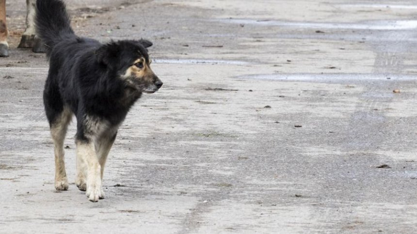От Helpbook: Къде закарахте кротките кучета от кв. "Младост" във Варна?