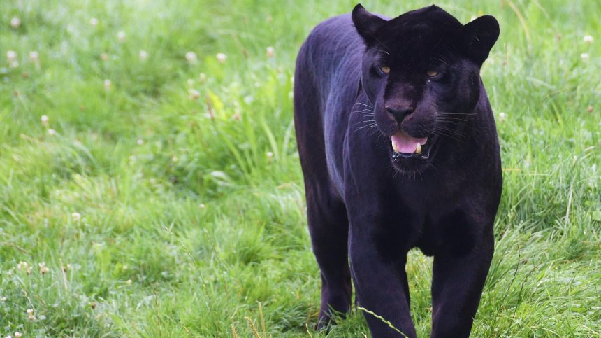 Пантерата от Шумен търси плячка, убива при заплаха, силна е и оградите не могат да я спрат