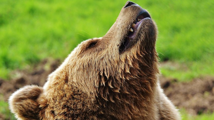 Мечки вилнеят в Казанлъшко: Електропастирите не ги спират, нанасят огромни щети (ВИДЕО)