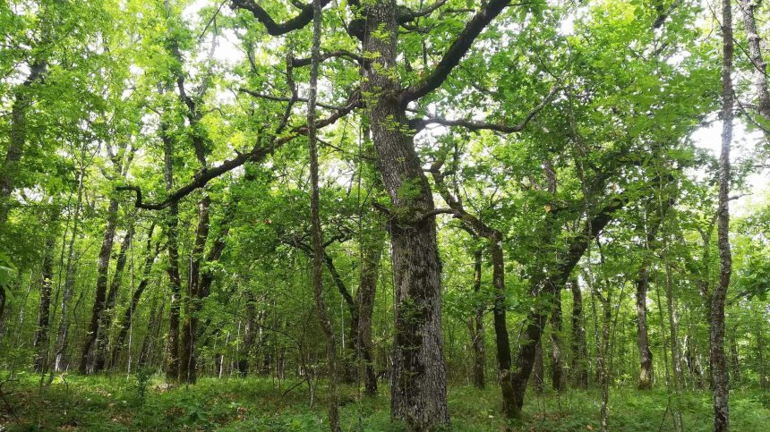 Над 2700 дка в областите София и Бургас бяха обявени за защитени местности
