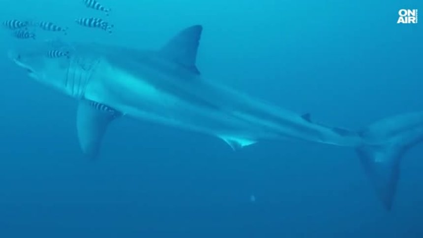 Уникални подводни снимки на голяма бяла акула в Средиземно море (+ВИДЕО)