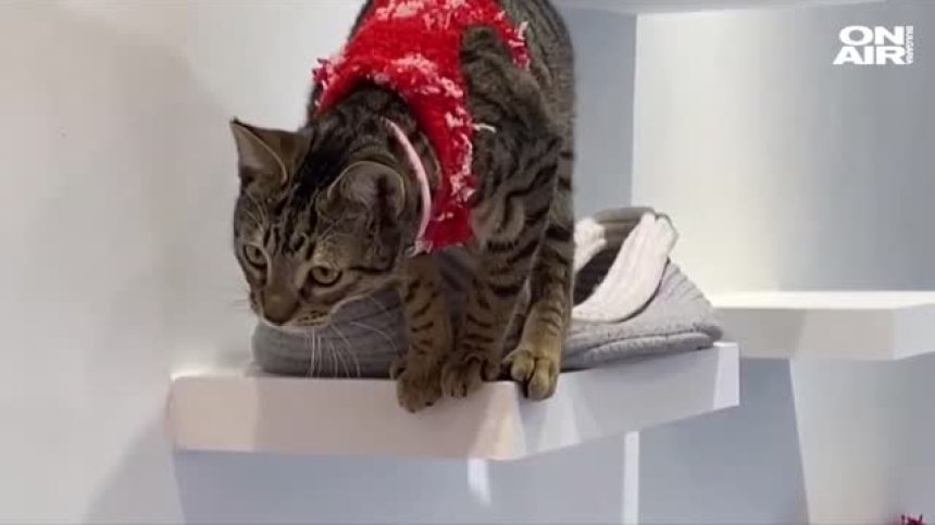 Коледният дух завладя кафене за котки във Вашингтон 