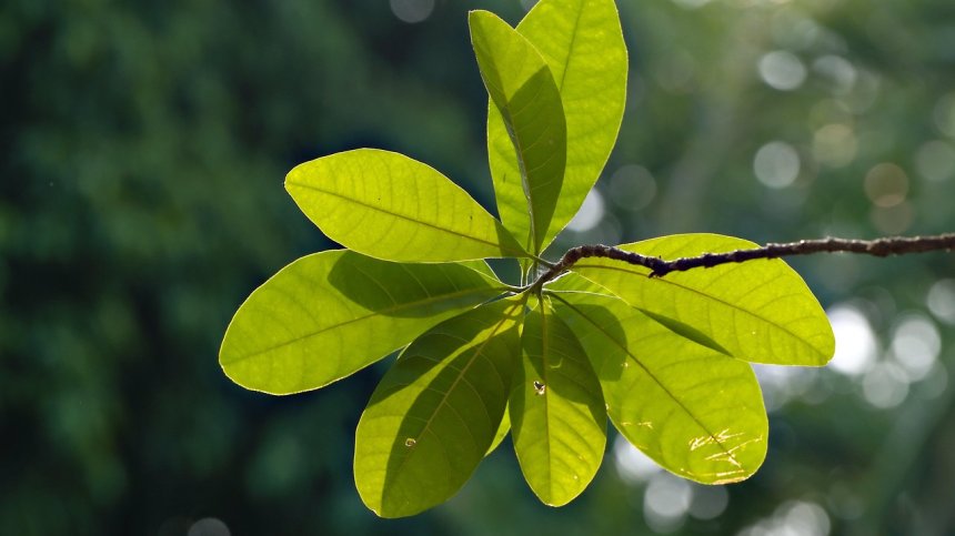 Слънчево утро в цялата страна и валежи в следобедните часове