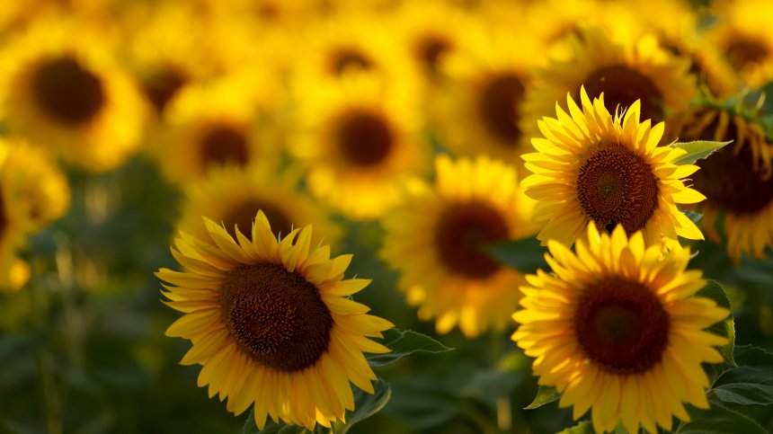 Производители: Забраната за внос от Украйна може да предизвика недостиг на олио