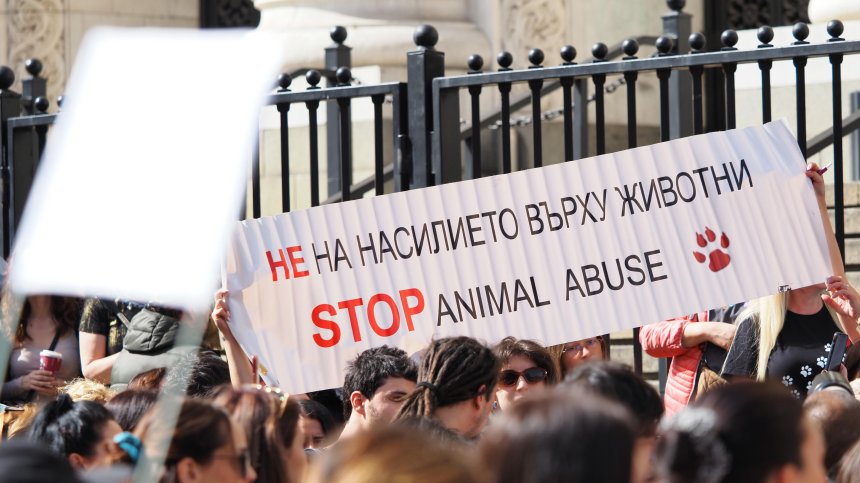 Жестокост срещу животни: По-високите наказания не предотвратяват престъпленията