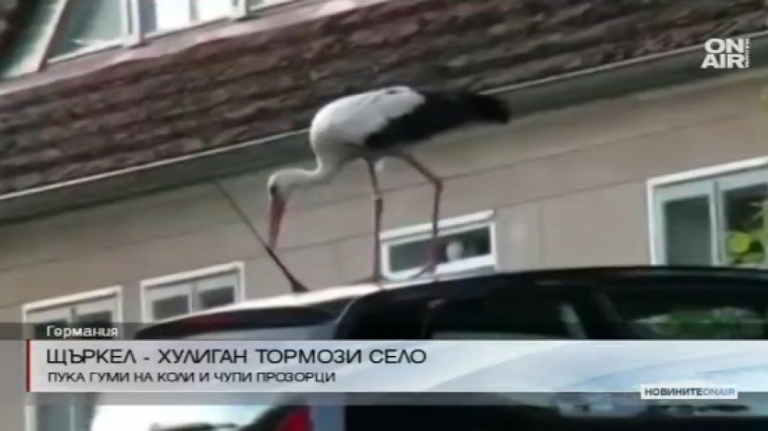 Щъркел-хулиган тормози цяло село в Германия