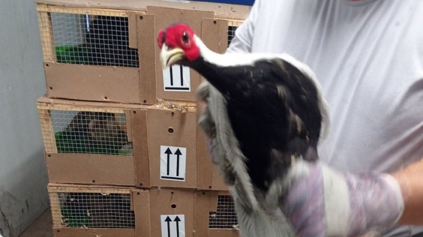 Наши митничари спасиха фазани от защитени видове, готвени за износ в ОАЕ