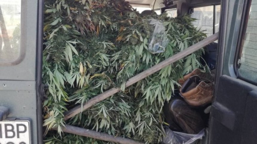 Иззеха голямо количество канабис и задържаха производителя му