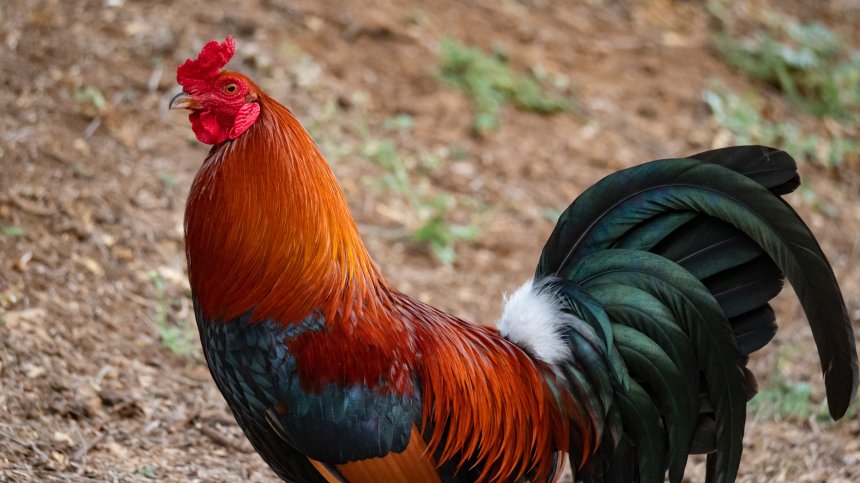 Helpbook: Петел буди всяка сутрин софиянци в центъра на столицата