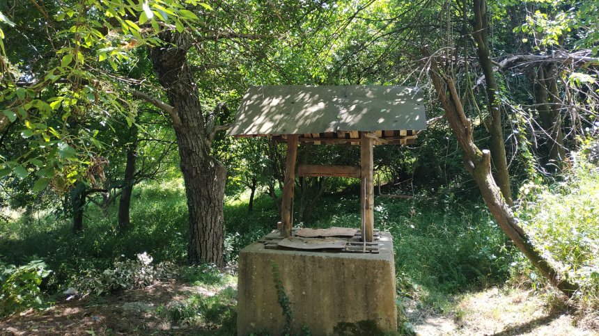 HelpBook: Агресивно куче без повод и старо изгнило дърво