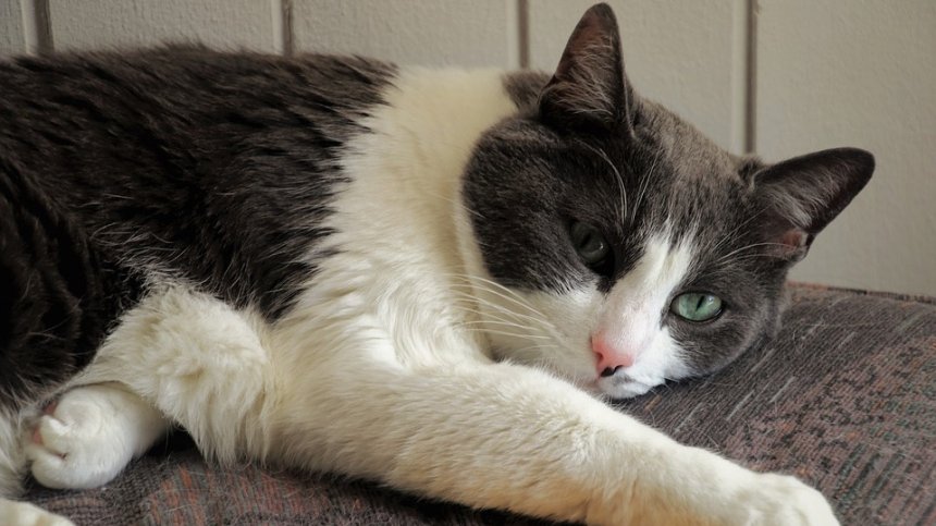 Котарак прогони див койот, домашна котка пък отблъсна дива мечка 