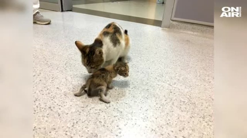 Котка потърси помощ в спешно отделение за болното си котенце (+Снимки)