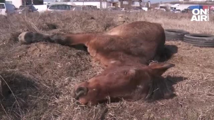 Добри хора спасиха недохранен кон в безпомощно състояние в Благоевград